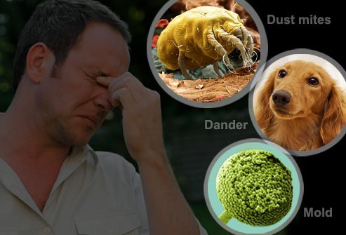 Common Allergy Sources