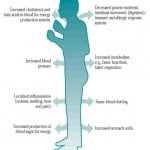 Harmful Effects of Stress on Health